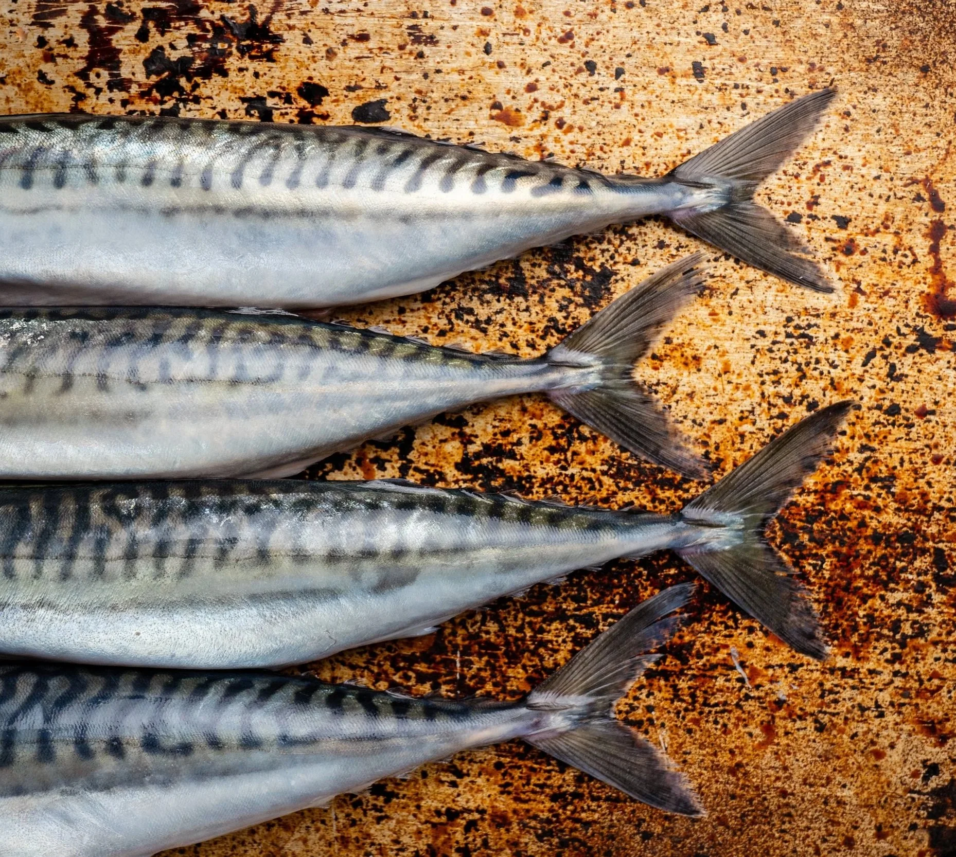 Mackerel
