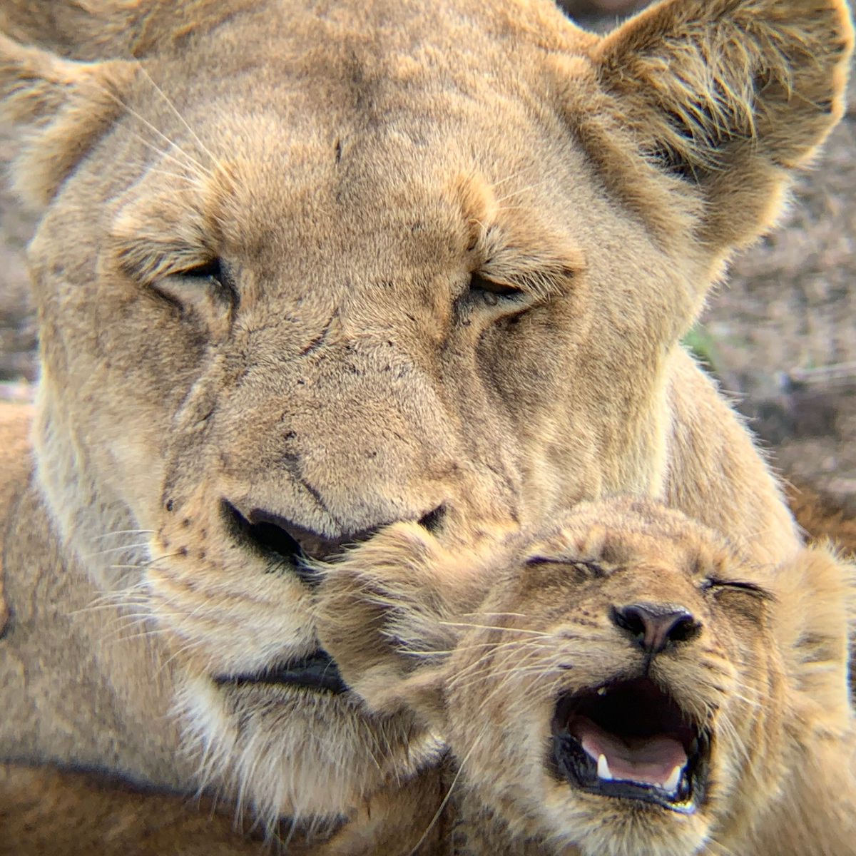 Safari
